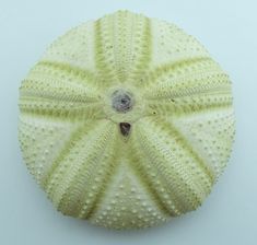 a sea urchin is shown on a white surface with small holes in the middle