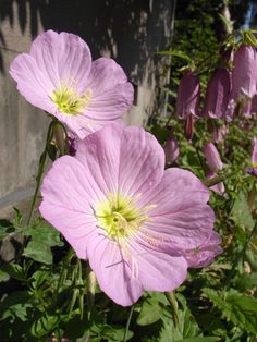 some pink flowers are growing in the grass