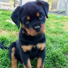 a black and brown puppy sitting on top of green grass