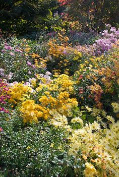 many different colored flowers in a garden