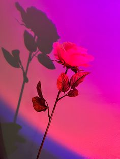 a single pink rose is casting a shadow on a purple and pink background with red leaves