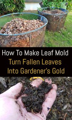 how to make leaf mold turn fallen leaves into gardener's gold