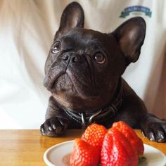 a small black dog sitting at a table with strawberries on it's plate