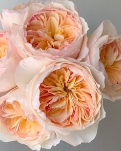 three pink and yellow flowers in a vase