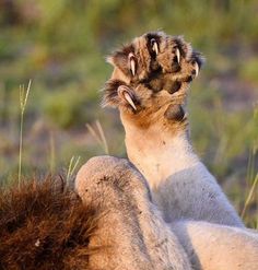 a close up of a lion laying on its back with its paws in the air