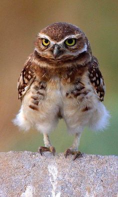 an owl sitting on top of a wooden table next to a sign that says, how cholo's look when they wear shorts