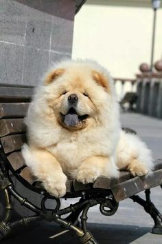 a fluffy white dog sitting on top of a bench with its tongue hanging out and it's mouth open