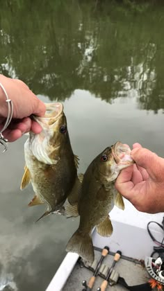 two small fish being held up to the camera