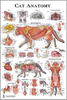 an animal's anatomy and its major muscles