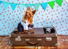 a small dog sitting on top of a suit case with a camera in front of it