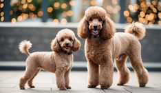 three poodles standing on the sidewalk in front of christmas lights