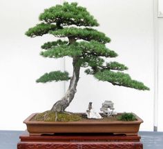 a bonsai tree sitting on top of a wooden table