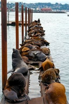 the sea lions are lined up on the dock to take a nap in the water