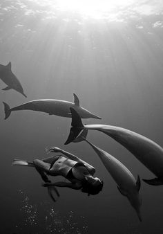 three dolphins swimming in the ocean with sunbeams above them and one man diving