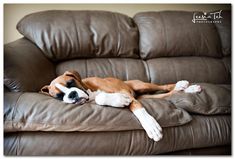 a brown and white dog laying on top of a leather couch next to a wall