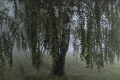 a tree in the middle of a grassy field with fog on it's branches