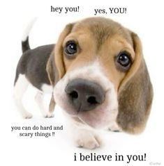 a beagle puppy looking at the camera with an i believe in you message below