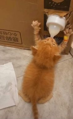 an orange kitten drinking milk out of a white jug on top of a cardboard box