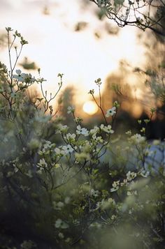 the sun is setting behind some white flowers