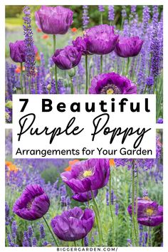 Craft your garden into a purple poppy haven with seven creative flower arrangement ideas. Use exotic flowers like the purple poppy and purple poppies to capture the essence of all things purple. Pair beautiful blooms with poppy flowers to design captivating displays using flower photos and flower pictures. Poppy Garden, Crafts Beautiful, Gardening Tips, Paradise