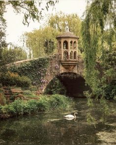 there is a swan swimming in the water near a bridge and some trees with leaves on it