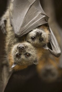 two small bats hanging upside down on their back legs, one with its head under the bat's wings