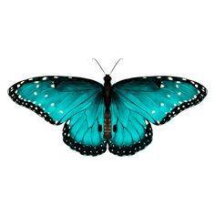 a blue butterfly with white spots on its wings and wings spread out to the side