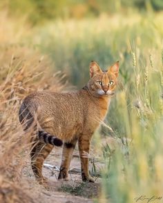 a cat standing in the middle of tall grass