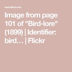 the text reads image from page 101 of bird - lore