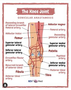 Anatomy Education, Physical Therapy School, Human Muscle Anatomy, Physical Therapy Student, Nursing School Essential, Medical School Life, Basic Anatomy And Physiology, Nurse Study Notes, Human Body Anatomy