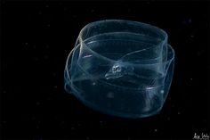 a large plastic cup sitting on top of a black table covered in jellyfish wax