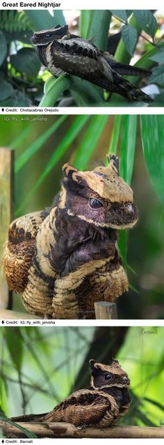 three pictures of different types of lizards in the wild, one is brown and one is black