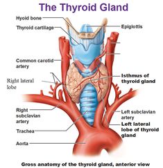 an image of the anatomy of the thyoloid glaud and its major structures