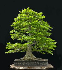 a bonsai tree in a pot on a table