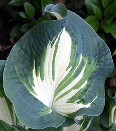 a large leafy plant with white and green leaves