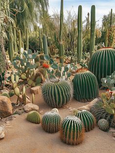 Cactus Landscaping Ideas: Diverse Garden Featuring Various Shapes and Sizes Landscaping With Cactus, Cactus Landscaping, Sandy Landscape, Desert Scape, Sandy Desert, Garden Animal Statues, Desert Gardens, Cactus Arrangement