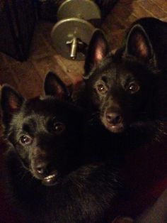 two black dogs sitting next to each other on top of a wooden floor and looking up at the camera