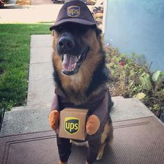 a german shepherd dog dressed up in ups clothing and hat, sitting on the sidewalk