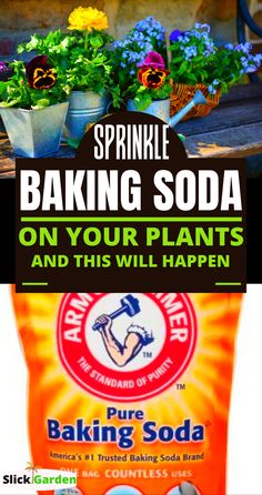 Baking Soda Shampoo Recipe, Liver Care, Baking Soda Benefits, Baking Soda Water, Soda Brands, Garden Bags, Baking Soda Uses, Baking Soda Shampoo