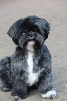 a small black and white dog sitting on the ground