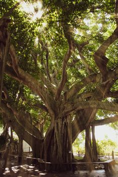 Banyan Tree With Glory Rays of Sunlight Botanical Nature Photo DIY Wall Decor Instant Download Print - Printable  - PIPAFINEART Tree Artwork, Tree Canopy, Banyan Tree, Tree Photography, Photography Prints Art, Sun Light, Tree Wall Art, Nature Photographs, Botanical Wall Art