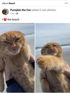 an orange cat is being held by someone on the beach