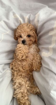 a small brown dog laying on top of a bed covered in white sheets and pillows