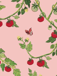 a pink background with red tomatoes and green leaves on the vine, which has a butterfly flying over them