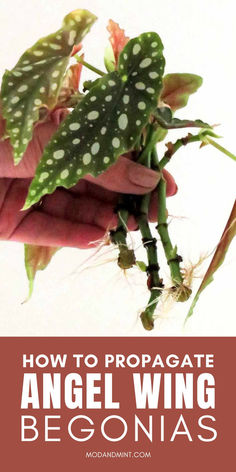 a hand holding a plant with the words how to propagate angel wing begonias