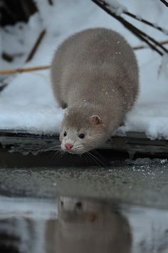 an animal that is standing in the snow