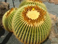 a large cactus with yellow flowers on it's back end and the top part of its head