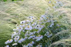 wildflowers and grasses are in the foreground with long green grass behind them