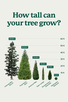 trees are growing in different stages and sizes, with the words how tall can your tree grow?