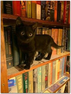 a black cat sitting on top of a bookshelf filled with lots of books